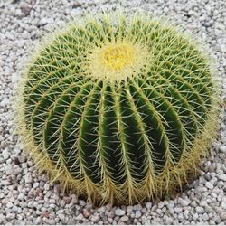 BIG BARREL CACTUS SALE Barell Barrell Cacti Cactuses Yard Decor Succulents Succulants Lawn Care Landscaping Maintenance Arizona California Desert   