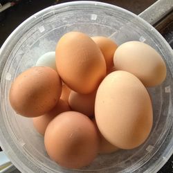 eggs free range backyard 
