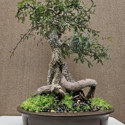Old Operculicarya Decaryi Bonsai Tree 