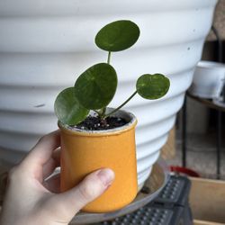 Pilea Peromiodes Chinese Money Plant Pancake Plant Friendship Plant Live Houseplant