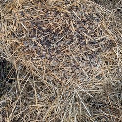 Hay With Fertilizer 
