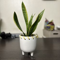 Snake Plant 