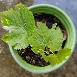 Grape Seedlings Muscat 1-gal Rooted