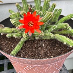 Peanut Cactus Succulents 