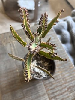 Mother Of Thousands Succulent