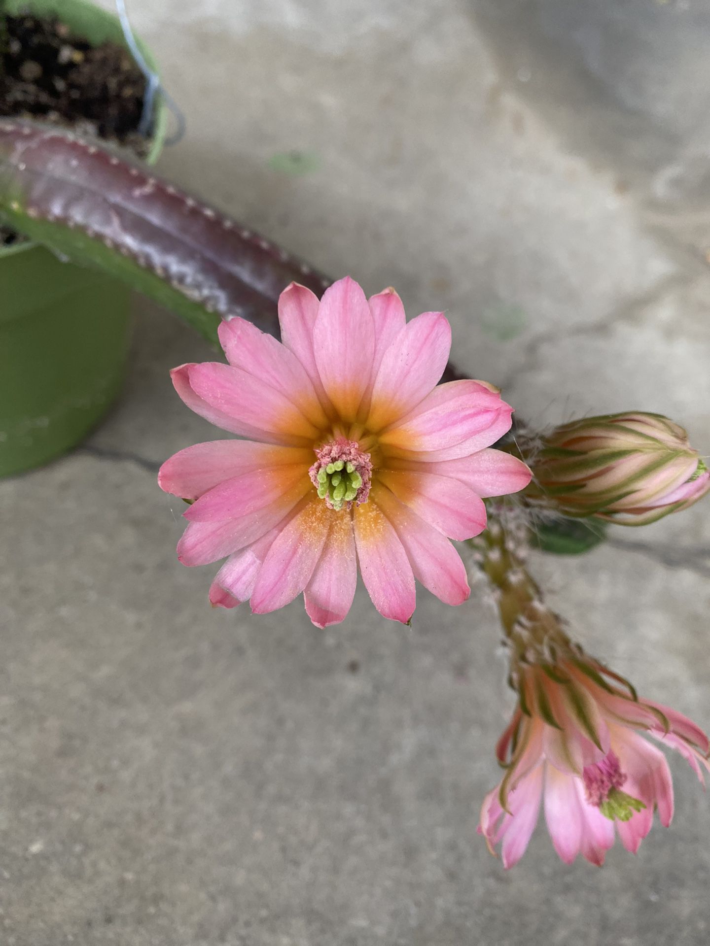 Beautiful Rare Blooming  Echinocereus Gentry Cactus Plant, The Flowers Stay Open For 5 Days. Is In 6 Inch Pot Pick Up Only