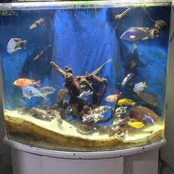 75 Gallon Show Tank W/sump