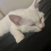 mely_714