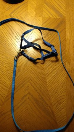 Small dog leash and harness.