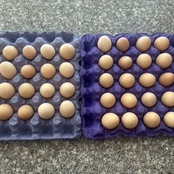 Selling Freshly Organic Eggs 