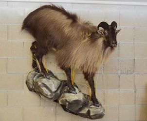 Himalayan Tahr. Full Body Taxidermy
