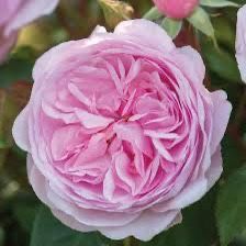 Rare European, Japan rose plants :       Olivia