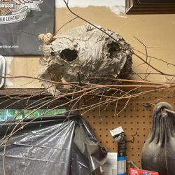 Wasp nest large good for taxidermy or just display attached to branches $20
