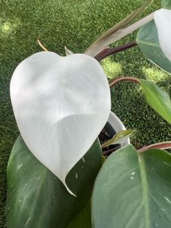 Philodendron White Knight