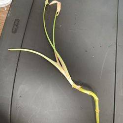 Neon Robusta Plant Cutting Rooted