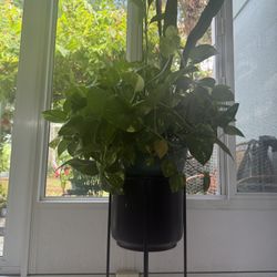 Real Plant Arrangement  