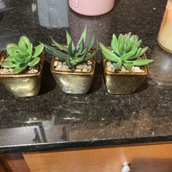 Desk Plant
