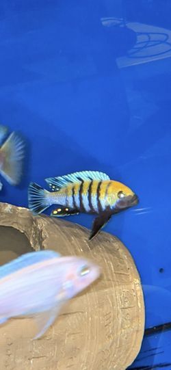 Cynotilapia Cobue