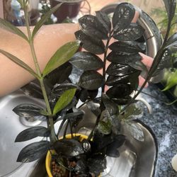 More Rare Plants For Sale 