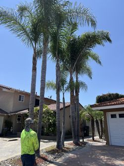 Trim Prune