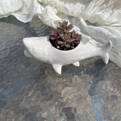 Chark Clam Holder shark plant holder