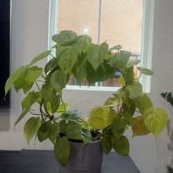 Philodendron Plant 