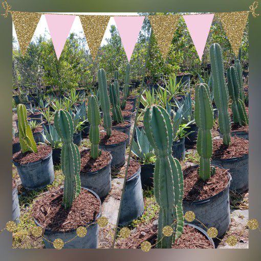 Cactus Plants 15gl $75.00🌵🌵