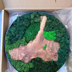 Cedar Preserved Moss Wall Decor 12x12x1 inch