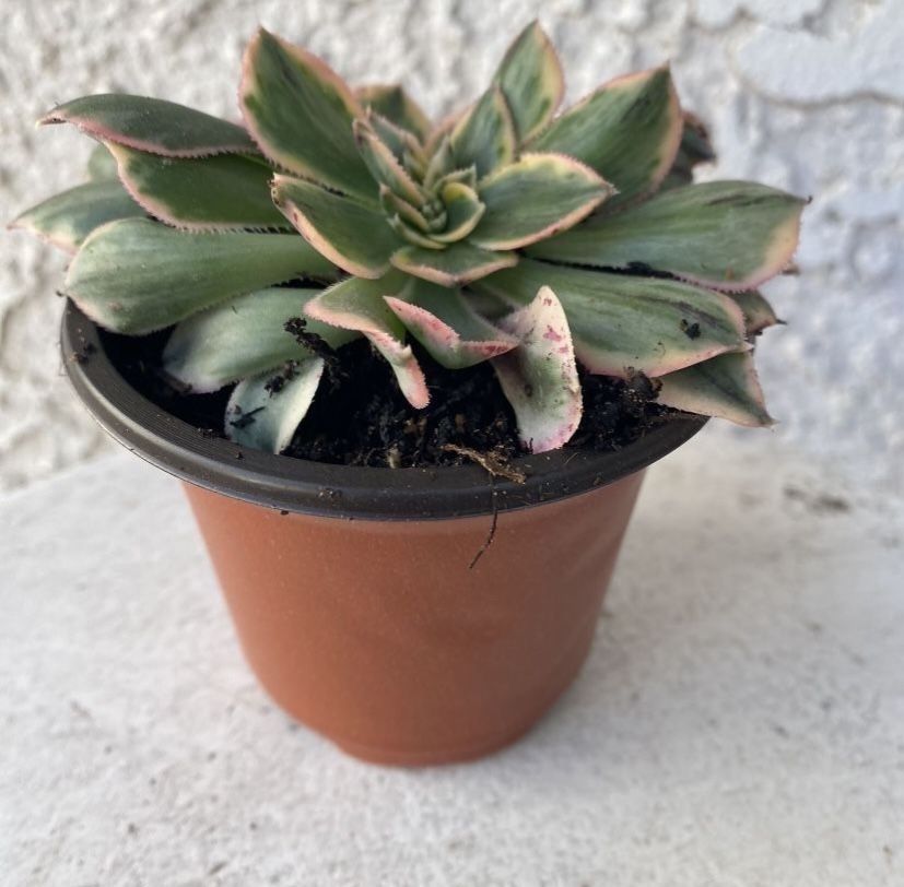 3 Inch Pot Rare Succulent Plant - Aeonium Sunburst Crested - Sculptural - Rooted & Established - Drought Resistant - 🪴