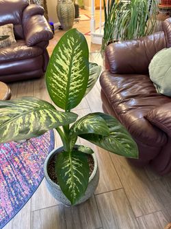 Live Tall Dieffenbachia Tropic Snow Plant with A New 12in. Ceramic Pot (Please read full description)