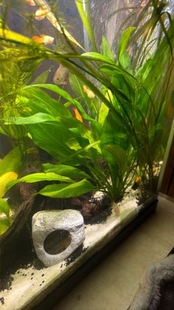 Amazon Sword Plant Babies 2$