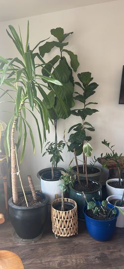 Plants