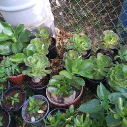 Succulents 