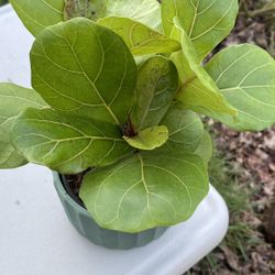Fiddle Leaf Plants