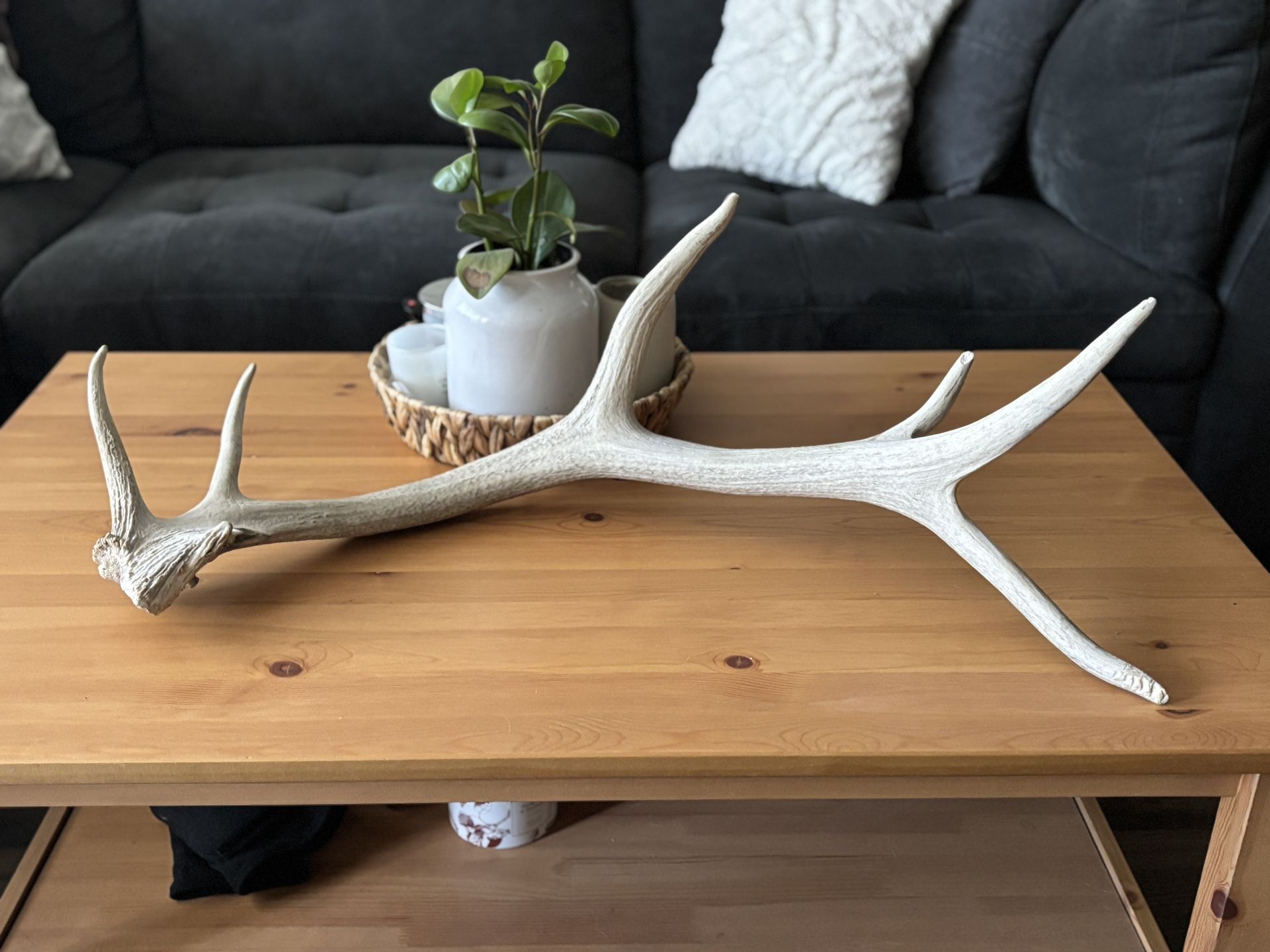 Large Elk Antler