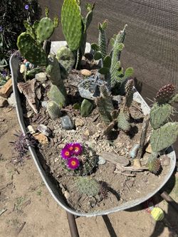 Variety Of Cacti $5-Pups $15-Mature 