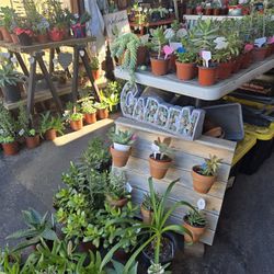 Healthy variety of succulents 