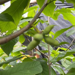 Small Paw Paw Plants 