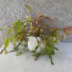 Rhipsalis in White Ceramic Pitcher
