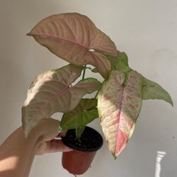 Beautiful Pink Confetti Syngonium Plant 
