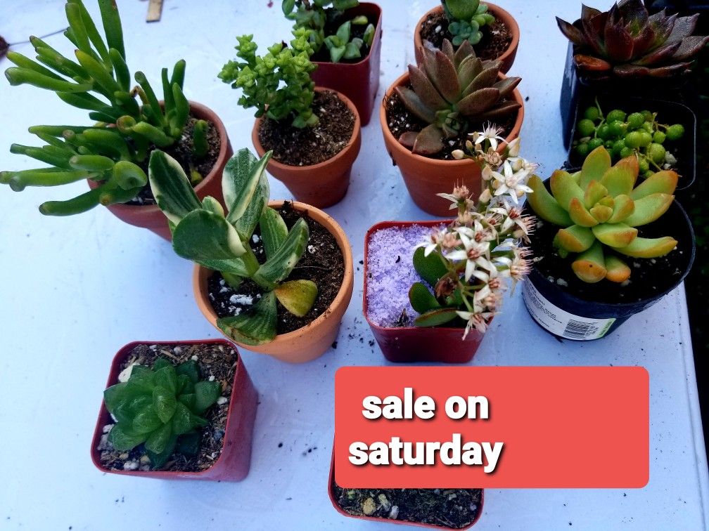 VALENTINES SUCCULENT SALE THIS SATURDAY 2/6 SAN LORENZO