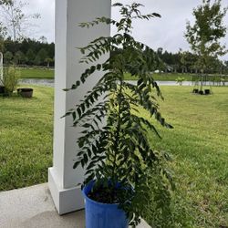 Curry Leaf Plant Around 4 Feet Tall
