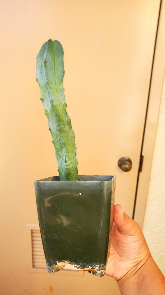 Myrtle Cactus