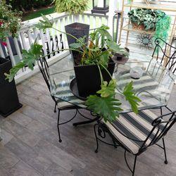 FREE - Monstera Plant