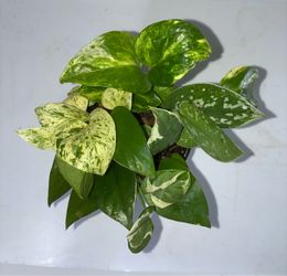 Pothos Variety Plant