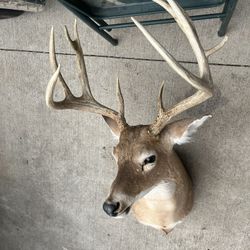 Deer head