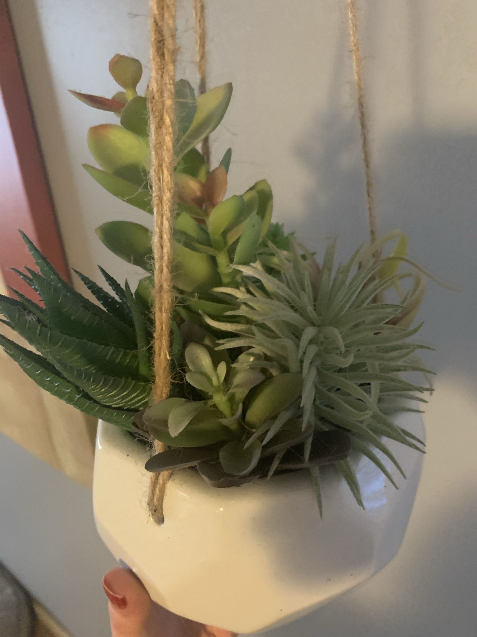 Decorative hanging Plants