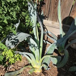 I Have 3 Tall O Es Over 5 It's Of Age. E H For.20 As They Are. Just Diged Them Out Today. 