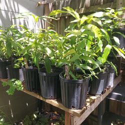 Fruit Tree Seedlings 