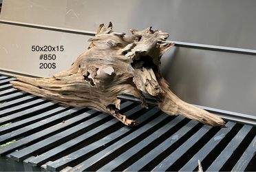 Beautiful cypress driftwood (50x20x15)